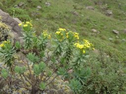 Euryops tysonii grew as circumstances allowed